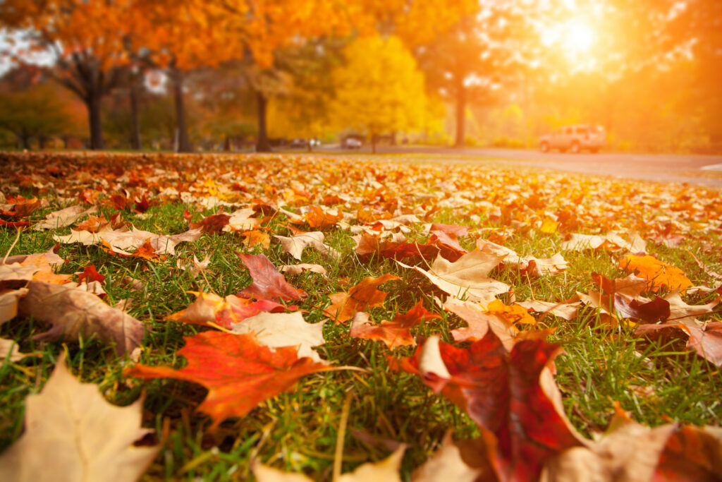 Yellow, orange and red autumn leaves in beautiful fall park.